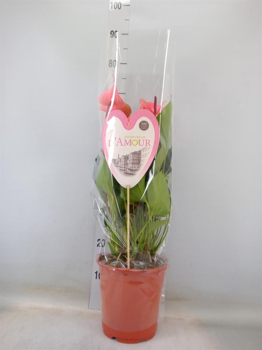 <h4>Anthurium 'Summer Love Imp'</h4>