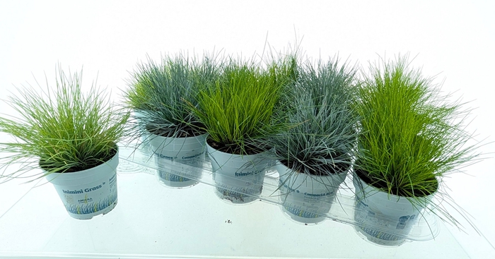 <h4>SIERG GEM 3 SRT FUST</h4>
