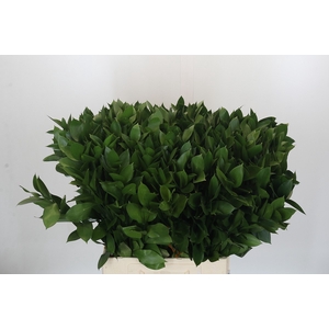 RUSCUS HYPOPHYLLUM