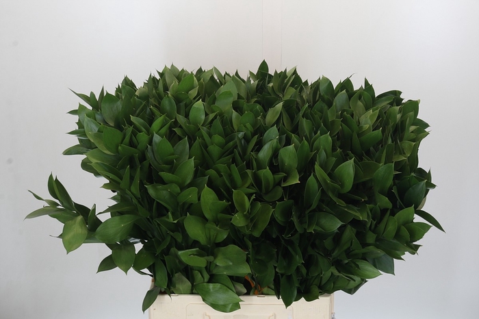 <h4>RUSCUS HYPOPHYLLUM</h4>