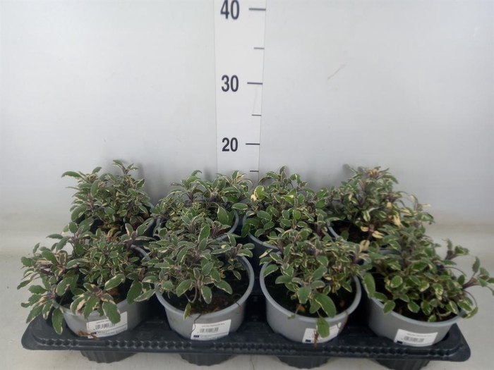 <h4>Salvia officinalis 'Icterina'</h4>