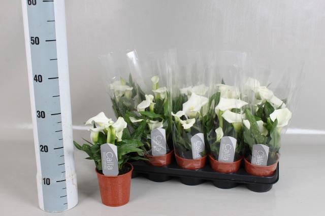 <h4>ZANT CAPT FRESCO</h4>