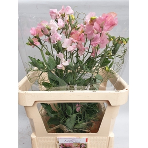 Ranken Pink