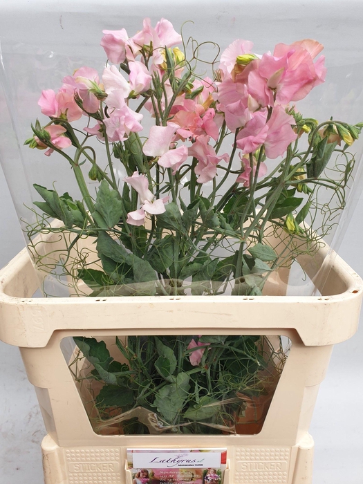 <h4>Ranken Pink</h4>