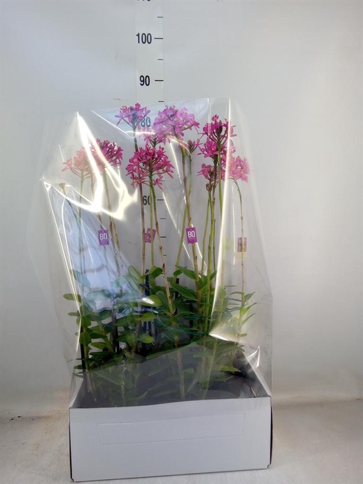 <h4>Epidendrum   ...</h4>