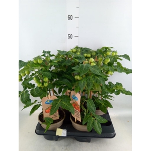 Solanum lycopersicum   ...