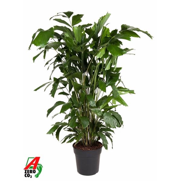 <h4>Caryota mitis</h4>