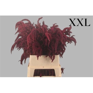 Amaranthus Ov Rood Ponytails Velvet Xxl