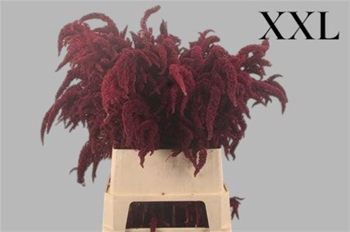 <h4>Amaranthus Ov Rood Ponytails Velvet Xxl</h4>