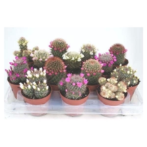 Cactus bloeiend gemengd