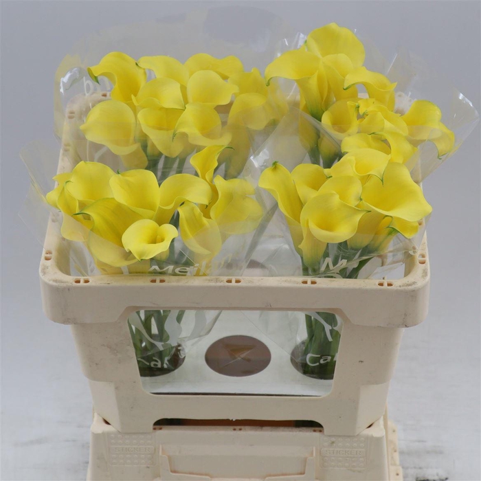 <h4>Calla Sunny Art</h4>