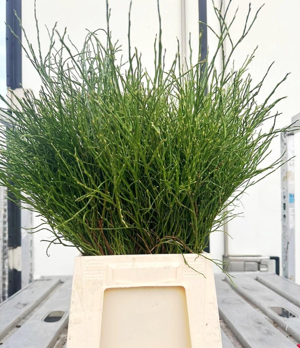 <h4>Vacc Myrtillus Bs</h4>