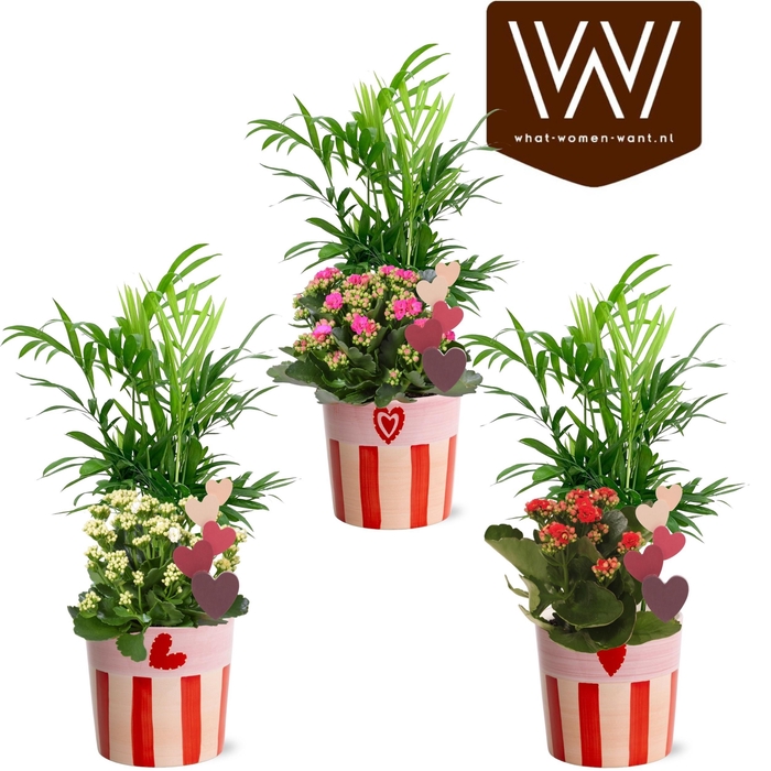 <h4>ARR KAMERPL</h4>