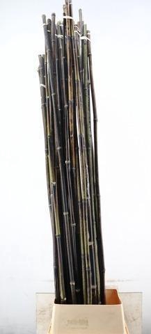 <h4>BAMBOE STOK</h4>
