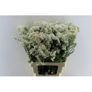 Ozothamnus White