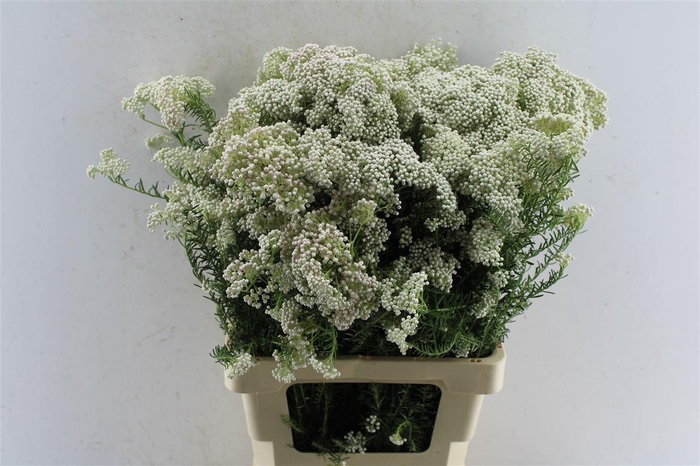 <h4>Ozothamnus White</h4>