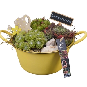 PTS7320 Arrangement Sempervivum in metalen schaal