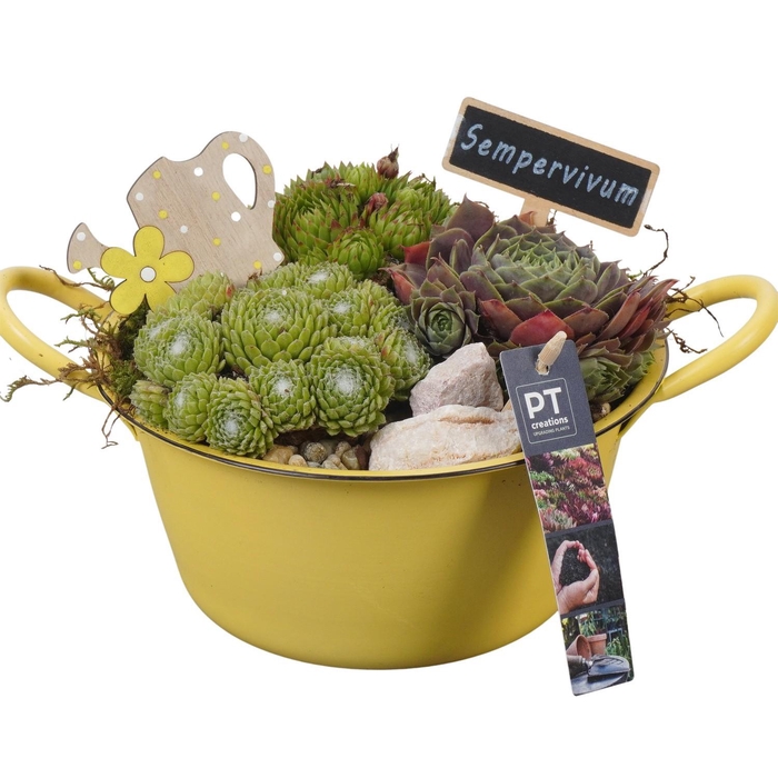 <h4>PTS7320 Arrangement Sempervivum in metalen schaal</h4>