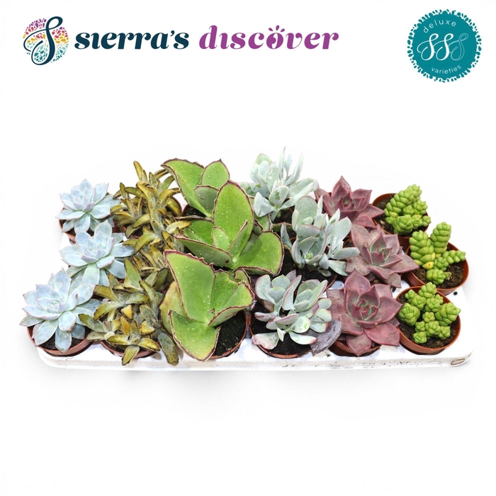 <h4>SUCC OV</h4>