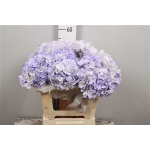 Hydrangea Lilac