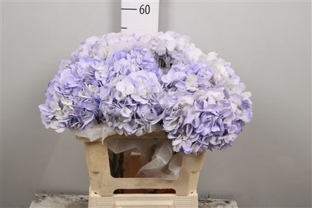 <h4>Hydrangea Lilac</h4>