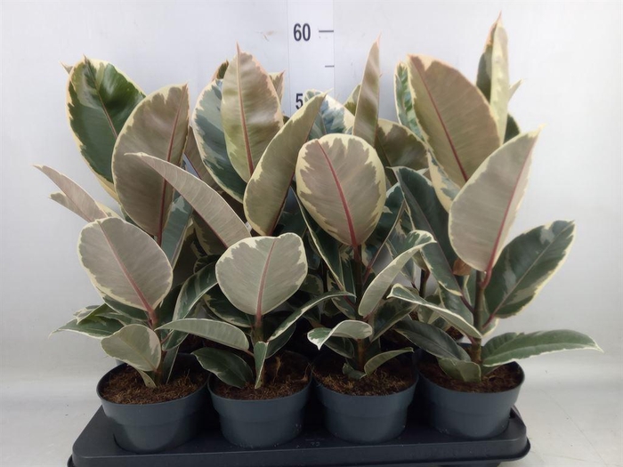 <h4>Ficus elastica 'Tineke'</h4>
