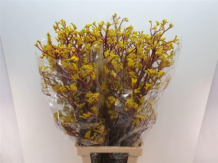 <h4>Anigoz Yellow Gem</h4>