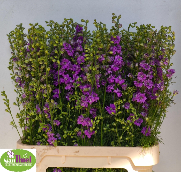 <h4>Cons R Q Viole Lilac</h4>