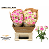 Rosa Spray Gelato