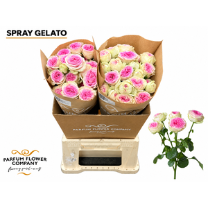 Rosa Spray Gelato