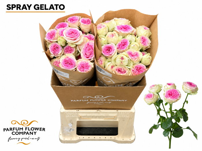 Rosa Spray Gelato