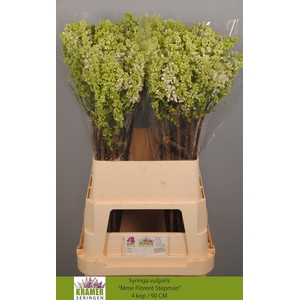 SYR V MME FL STEPMAN