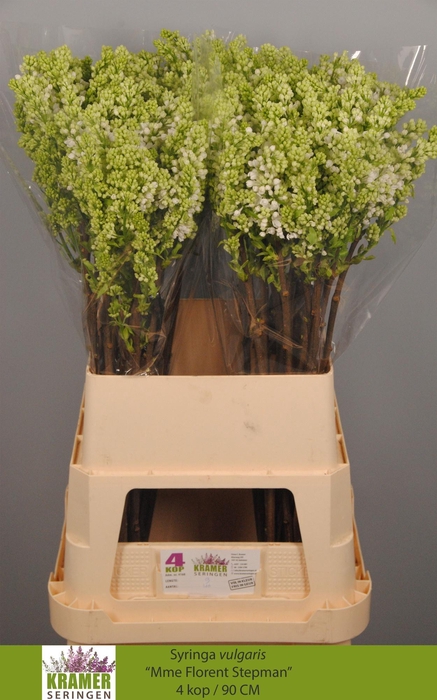 <h4>SYR V MME FL STEPMAN</h4>