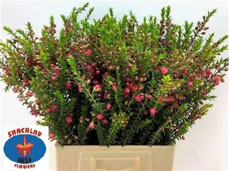 <h4>Chamecordia Rey</h4>