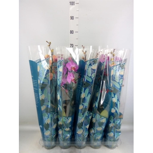 Phalaenopsis   ...mix  5