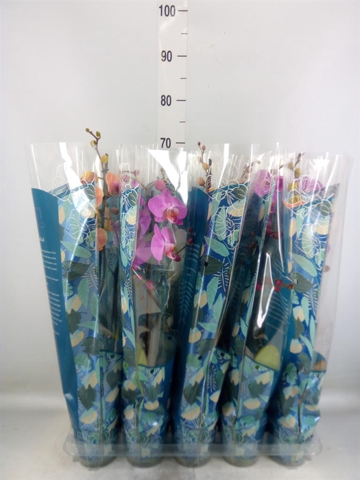 <h4>Phalaenopsis   ...mix  5</h4>