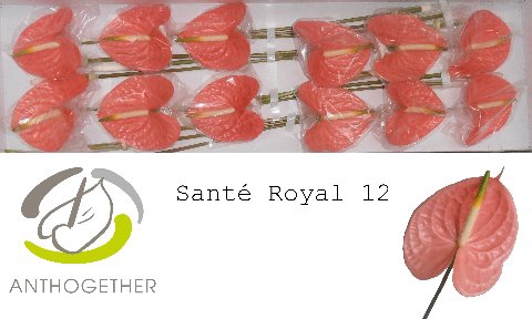 <h4>ANTH A SANTE ROYAL 12</h4>