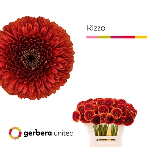Germini Pomponi Rizzo Water x60