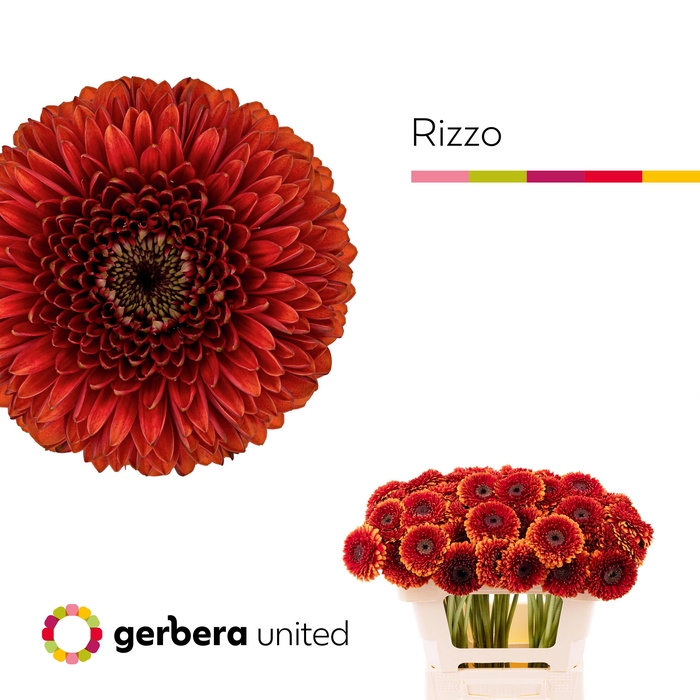 <h4>Germini Pomponi Rizzo Water x60</h4>