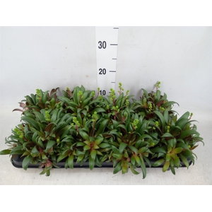 Crassula rosularis