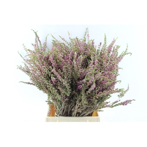 Kaaps Erica Ericoides