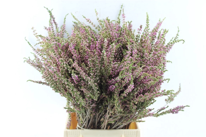<h4>Kaaps Erica Ericoides</h4>