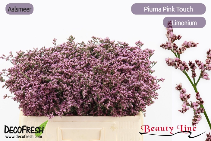 <h4>LIM PIUMA PINK TOUCH</h4>