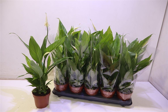 <h4>arr8 Spath Alana</h4>