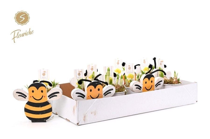 <h4>ARR HYACINTH H%</h4>