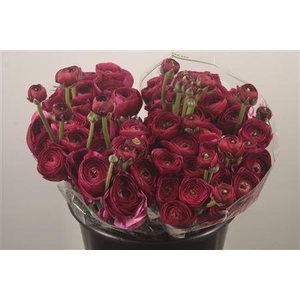 Ran.. Su Antonio Extra