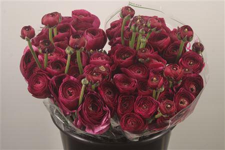 Ran.. Su Antonio Extra