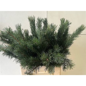 Pinus Alaska 90cm