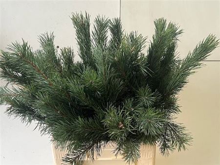 <h4>Pinus Alaska 90cm</h4>