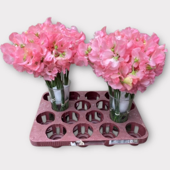 <h4>LATHYR L A ROMANCE</h4>